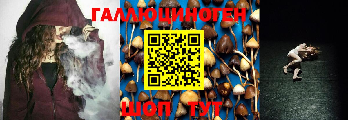 Галлюциногенные грибы Psilocybe Аксай